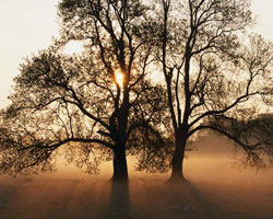Tree Tree