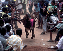 Jallikattu Jallikattu