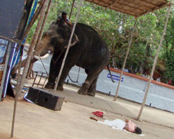 Elephant Elephant