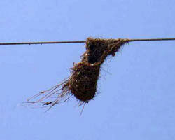 Nest Nest
