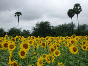 Sun Flower Sun Flower