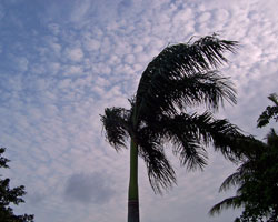 Wind Wind