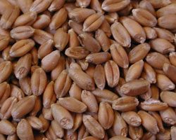Wheat Wheat