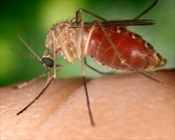 Culex Mosquito Culex Mosquito