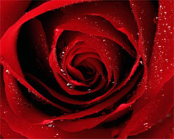 Red Rose Red Rose