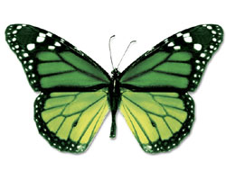 Butterfly Butterfly
