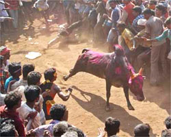 Jallikattu Jallikattu
