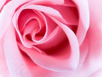 Pink Rose Pink Rose