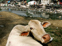 Cow Cow