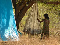 Tamil woman in Vanni jungle Tamil woman in Vanni jungle