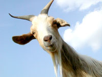 Goat Goat
