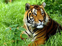 Tiger Tiger