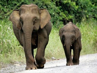 Elephants Elephants