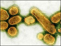 Swineflu Virus Swineflu Virus
