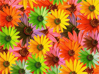 Flowers Flowers
