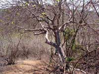 Dry forest Dry forest