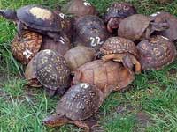 Turtle fun Turtle fun