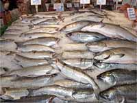 Fish Fish