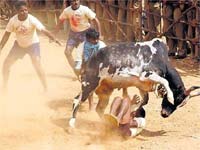 Jallikattu Jallikattu