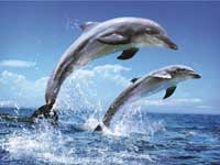 Dolphins Dolphins