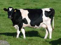 Dairy Cow Dairy Cow