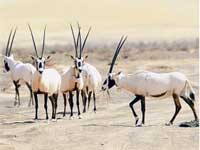 Wild Life Wild Life