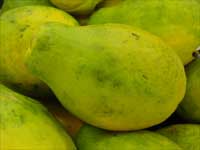 Papaya Papaya
