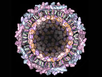 Chikungunya virus Chikungunya virus