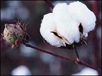 Cotton Cotton