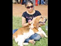 4 high breed dogs die in Chennai canine show 4 high breed dogs die in Chennai canine show