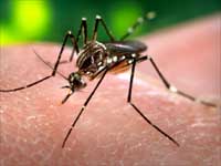 Now Chikungunya revisits TN Now Chikungunya revisits TN