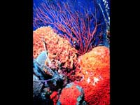 Coral Coral