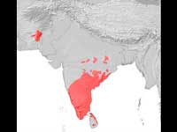 Initial settlement of Indians took place in south India: study Initial settlement of Indians took place in south India: study