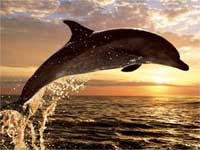 Govt declares dolphin national aquatic animal Govt declares dolphin national aquatic animal