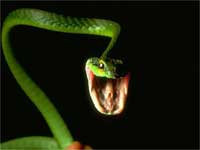 More than 100 snakes captured in Nellai medical college campus More than 100 snakes captured in Nellai medical college campus