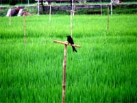Delta farmers pray for NE monsoon Delta farmers pray for NE monsoon