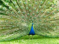 Peacock Peacock