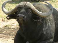 Buffalo Buffalo
