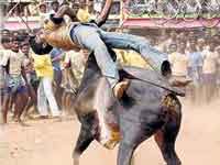 Jallikattu Jallikattu