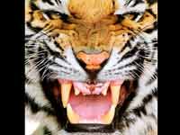 Tiger Tiger
