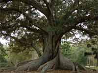 Tree Tree
