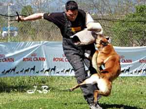 Belgian Shepherd Malinois Belgian Shepherd Malinois