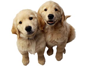 Dogs Dogs
