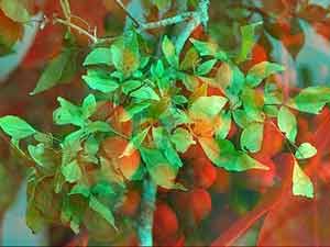 Bael Tree Bael Tree