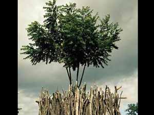 Neem Tree Neem Tree