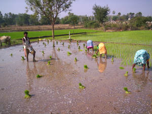 Rural India Rural India