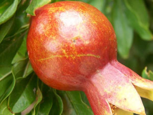 Pomegranate Pomegranate
