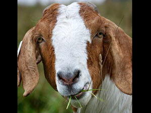 Goat Goat