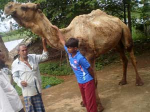 Qurbani Camel Qurbani Camel