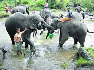முதுமலை சரணாலயத்தில் 14ம் தேதி யானைகள் முகாம் துவக்கம் | Mudumalai  elephants camp start from December 14th | மீண்டும் வந்துடுச்சி 'யானை  வெக்கேஷன்!' - Tamil Oneindia